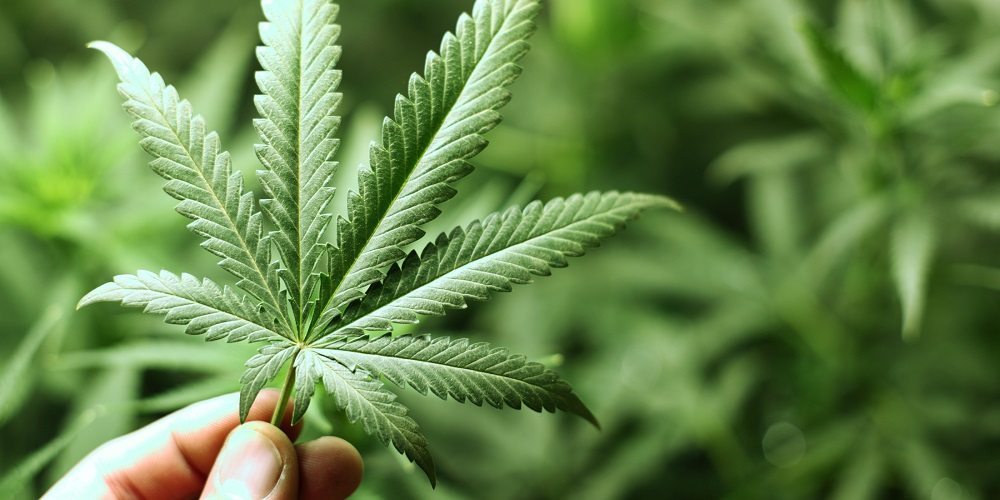 regulacion-penal-del-cannabis